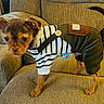 animal, brown, clothing, corduroy, couch, cute, dog, domestic_animal, ears, fur, furniture, indoors, looking, outfit, pet, puppy, small_dog, standing, striped, tail