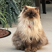 Little Boy Blue is registered to the contest to win money with this photo: cat, fluffy, long_hair, blue_eyes, indoor, carpet, plant, fern, furniture, pet, sitting, close_up, portrait, mammal, domestic_animal, whiskers, cute, feline, animal, calm