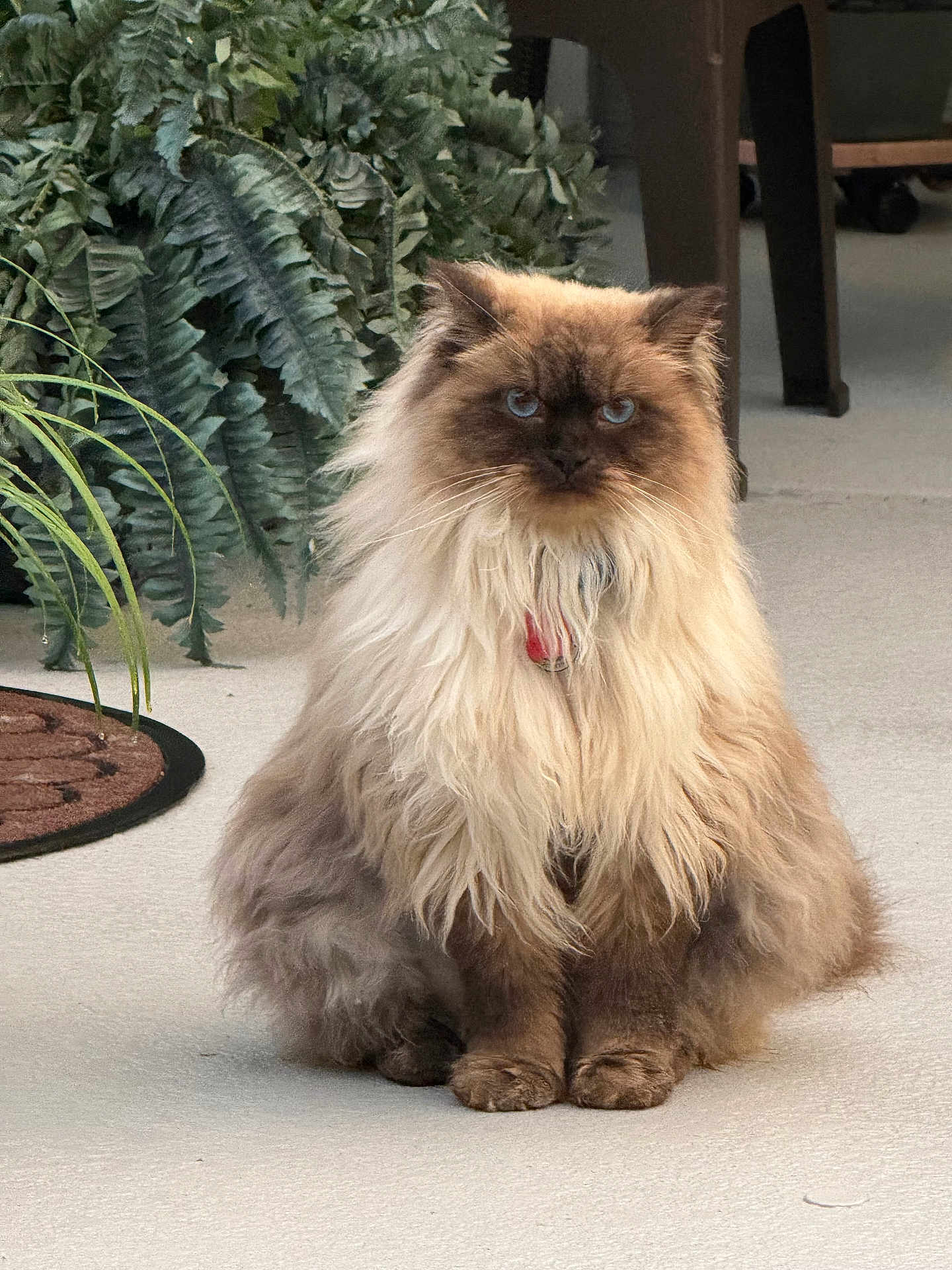 Little Boy Blue is registered to the contest to win money with this photo: cat, fluffy, long_hair, blue_eyes, indoor, carpet, plant, fern, furniture, pet, sitting, close_up, portrait, mammal, domestic_animal, whiskers, cute, feline, animal, calm