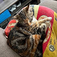 Kiara participe au concours pour gagner de l'argent avec cette photo : cat, tabby, sleeping, curled_up, cushion, colorful, furniture, living_room, cozy, pet, indoor, resting, fur, close_up, soft_light, relaxation, home, comfort, animal, cute