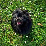 Malou a rejoint le concours — aidez-le/la à gagner de superbes lots ! animal, black_dog, cute, daisies, dog, flowers, fluffy, garden, grass, greenery, happy, nature, outdoor, pet, pomeranian, small_dog, smiling, summer, sunlight, tongue_out