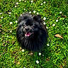 dog, pomeranian, black_dog, grass, daisies, flowers, outdoor, happy, pet, fluffy, nature, greenery, cute, animal, smiling, tongue_out, small_dog, summer, sunlight, garden