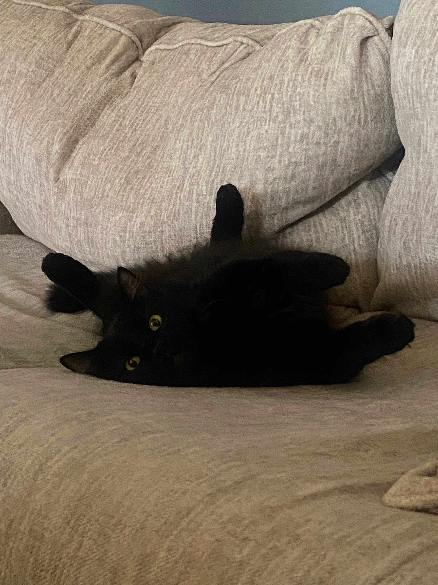 Ganon is registered to the contest to win money with this photo: cat, black_cat, sofa, couch, cushion, indoor, pet, feline, yellow_eyes, fluffy, fur, lounging, relaxed, upside_down, paws, whiskers, living_room, cozy, soft_texture, home