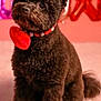 balloons, black_fur, closeup, cozy, cute, dog, fluffy, furry_face, groomed, heart_accessory, indoor, paws, pet, pink_background, portrait, red_collar, sitting, small_dog, tail, toy