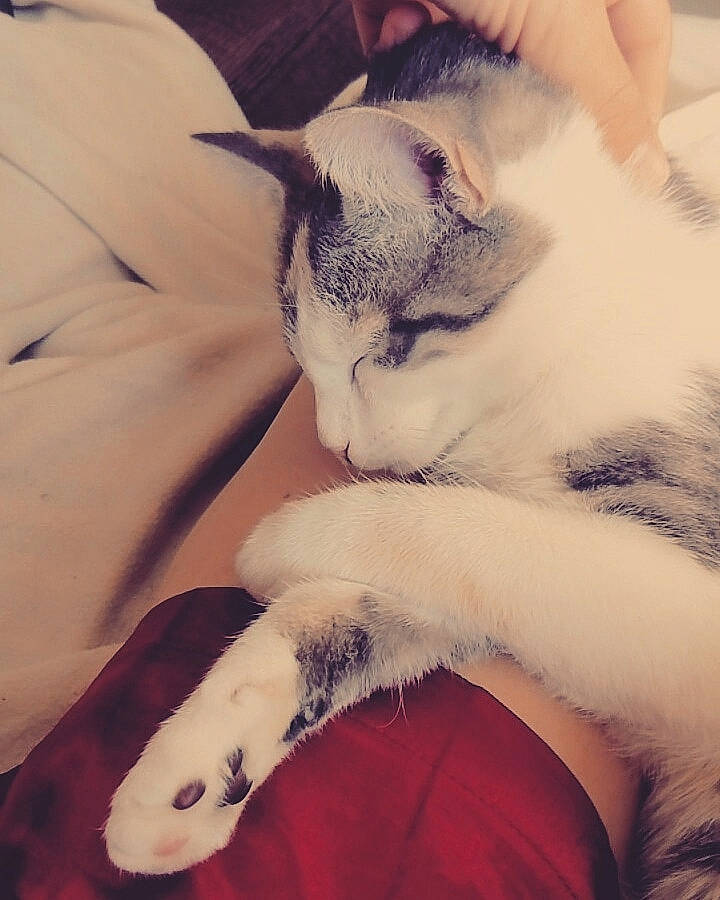 Baguèrra a rejoint le concours — aidez-le/la à gagner de superbes lots ! carnivore, cat, claw, ear, felidae, fur, hand, kitten, leg, nap, nose, paw, polydactyl_cat, skin, sleep, small_to_medium_sized_cats, snout, tail, whiskers