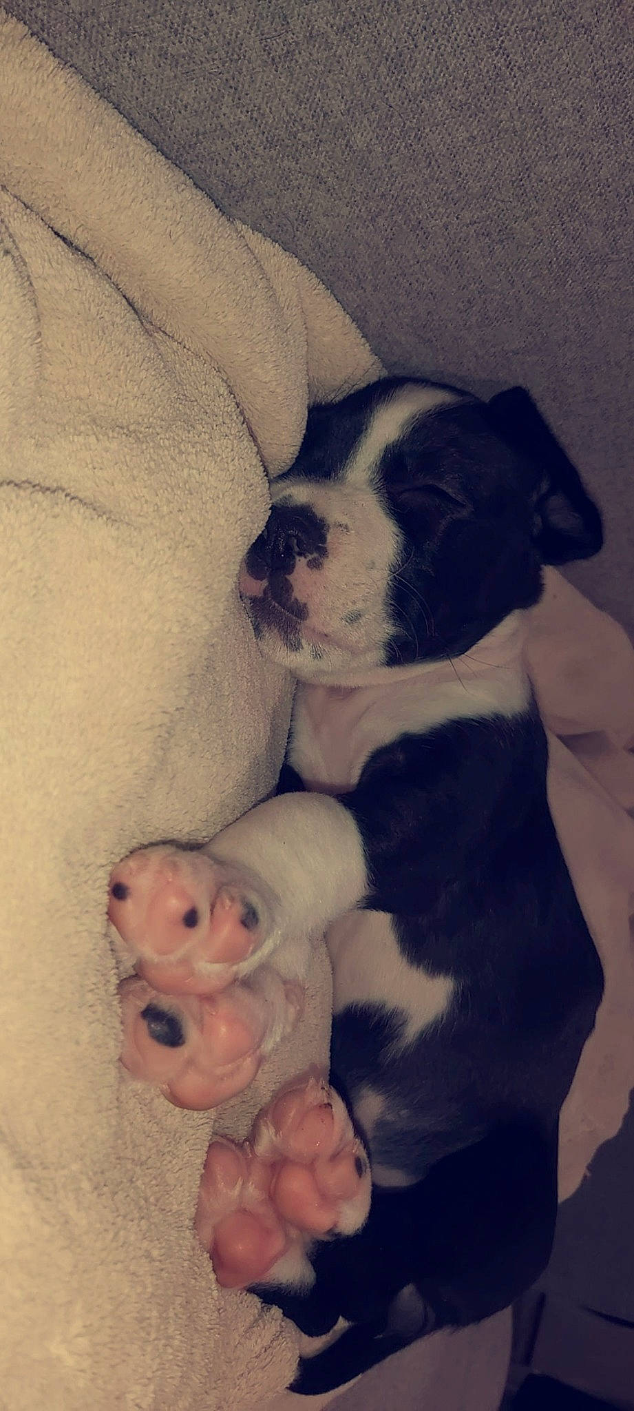 Kenya participe au concours pour gagner de l'argent avec cette photo : american_bulldog, australian_bulldog, bulldog, canidae, carnivore, companion_dog, dog, dog_breed, mammal, non_sporting_group, nose, old_english_bulldog, olde_english_bulldogge, puppy, puppy_love, snout, toy_bulldog, valley_bulldog, vertebrate, white_english_bulldog