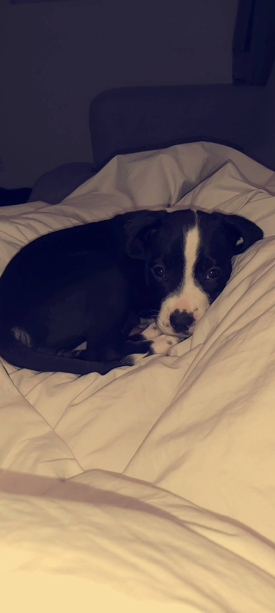 Kenya participe au concours pour gagner de l'argent avec cette photo : appenzeller_sennenhund, borador, border_collie, canidae, carnivore, companion_dog, danish_swedish_farmdog, dog, dog_breed, mammal, puppy, sporting_group