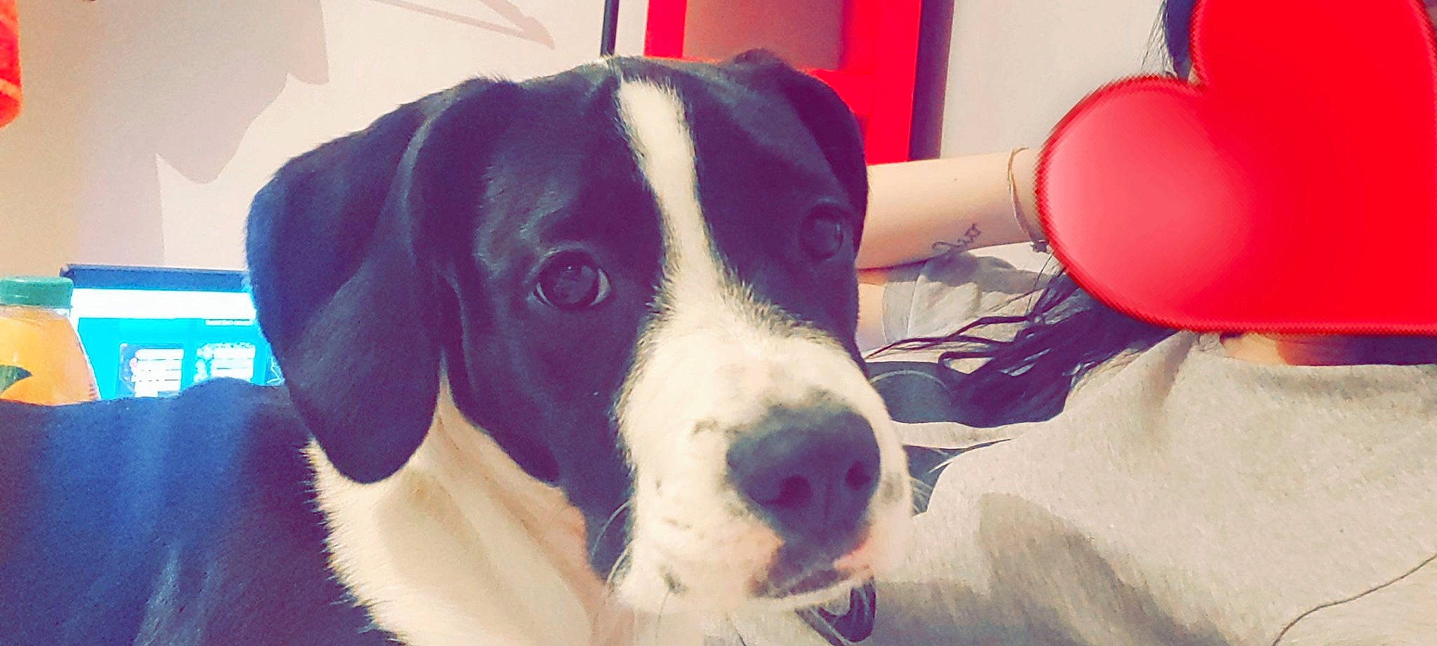 Kenya a rejoint le concours — aidez-le/la à gagner de superbes lots ! canidae, carnivore, dog, dog_breed, ear, great_dane, guard_dog, head, mammal, non_sporting_group, nose, pointer, puppy, puppy_love, snout, sporting_group, vertebrate, working_dog