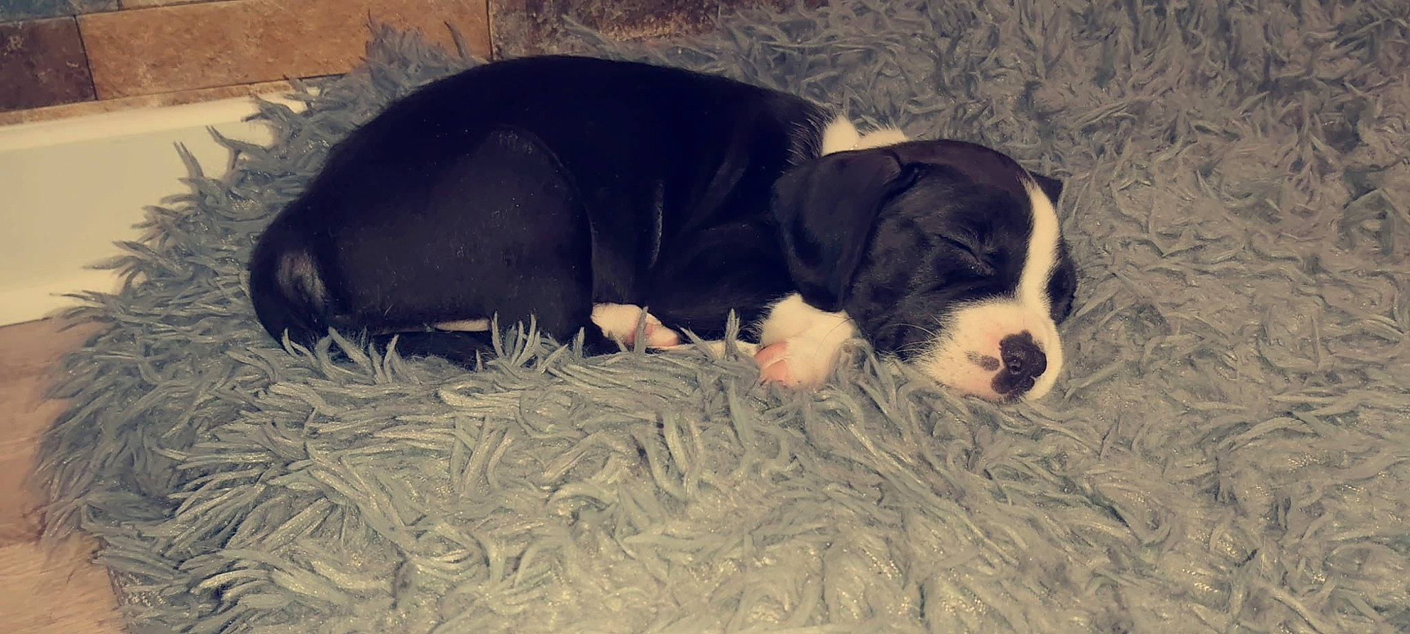 Kenya a rejoint le concours — aidez-le/la à gagner de superbes lots ! bernese_mountain_dog, canidae, carnivore, dog, dog_breed, entlebucher_mountain_dog, greater_swiss_mountain_dog, mammal, puppy, vertebrate