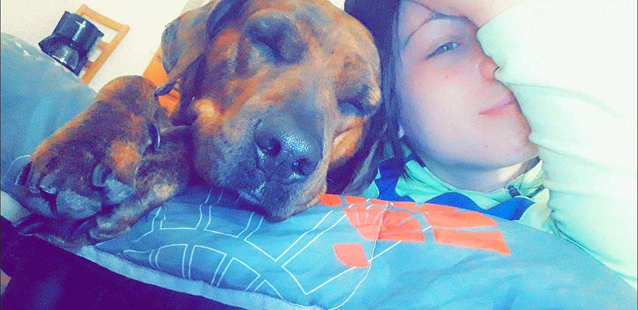 Kinka a rejoint le concours — aidez-le/la à gagner de superbes lots ! boerboel, canidae, carnivore, dog, dog_breed, nap, nose, puppy_love, rhodesian_ridgeback, sleep, snout, sporting_group