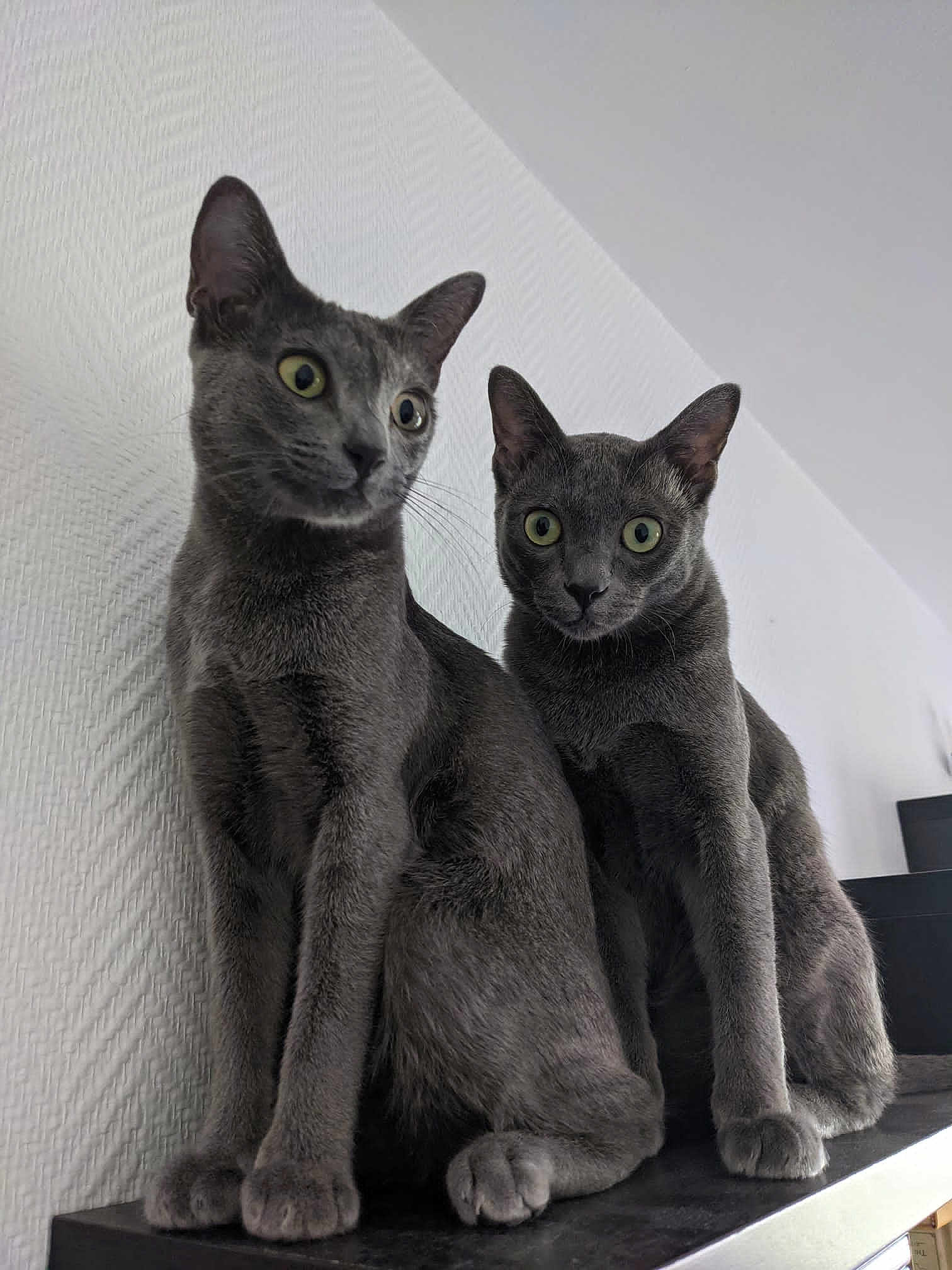 Mischief Et Kao Kó Khun