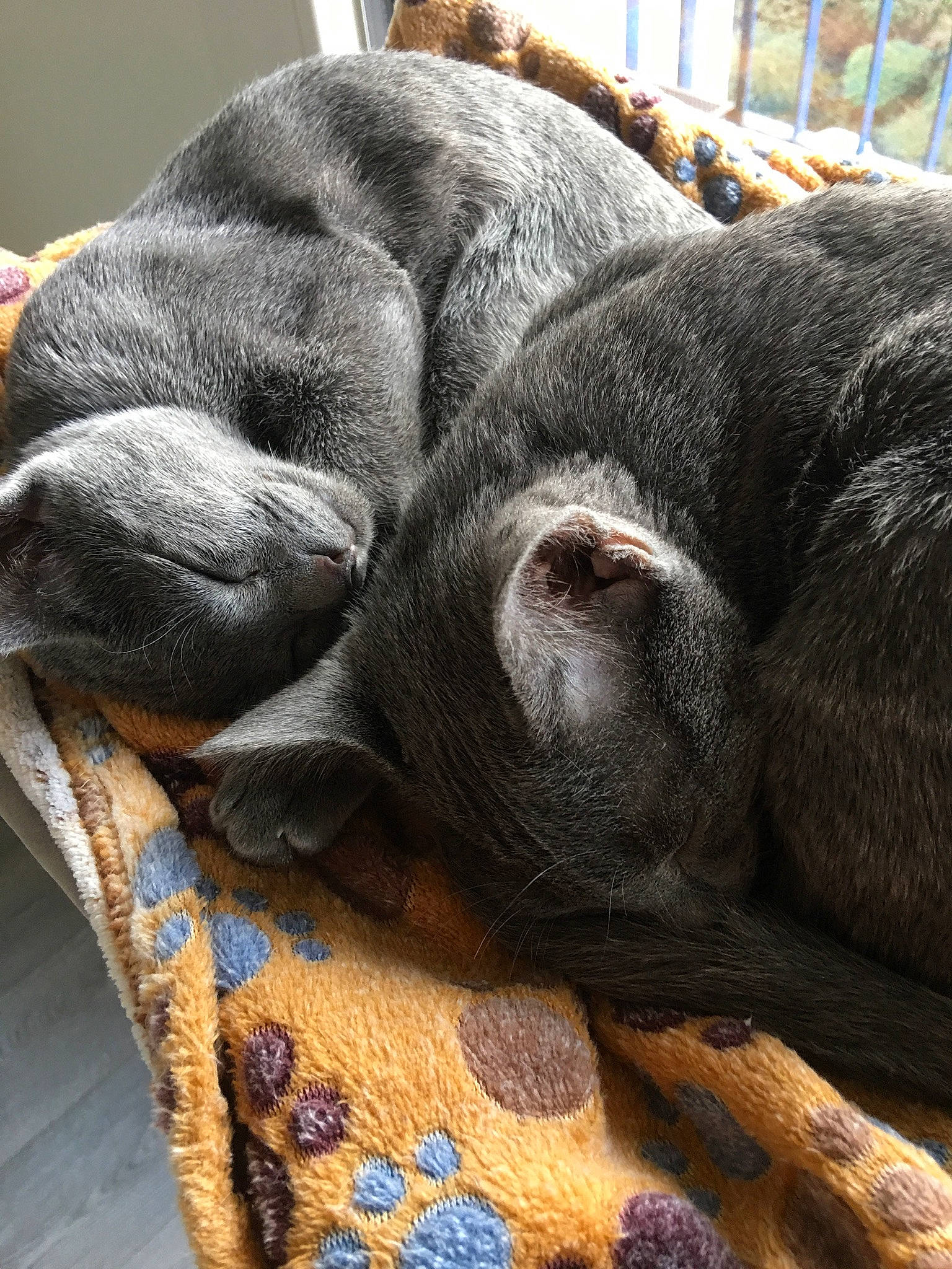 Mischief Et Kao Kó Khun participe au concours pour gagner de l'argent avec cette photo : canidae, carnivore, claw, comfort, dog_breed, fawn, felidae, fur, grey, human_leg, nap, paw, small_to_medium_sized_cats, snout, sporting_group, tail, terrestrial_animal, whiskers, wood, working_animal