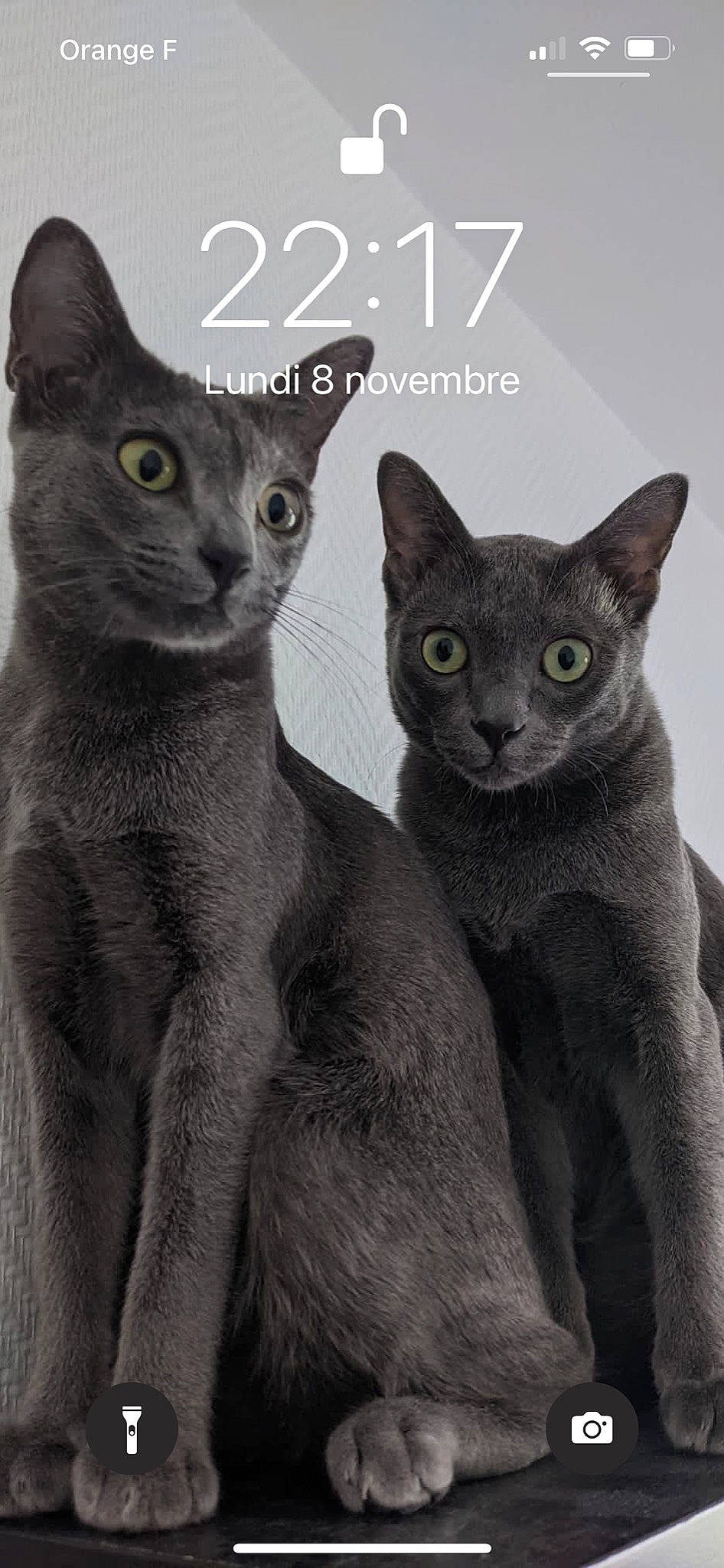 Mischief Et Kao Kó Khun participe au concours pour gagner de l'argent avec cette photo : carnivore, cat, felidae, grey, organism, photo_caption, photography, russian_blue, small_to_medium_sized_cats, snout, terrestrial_animal, whiskers, white