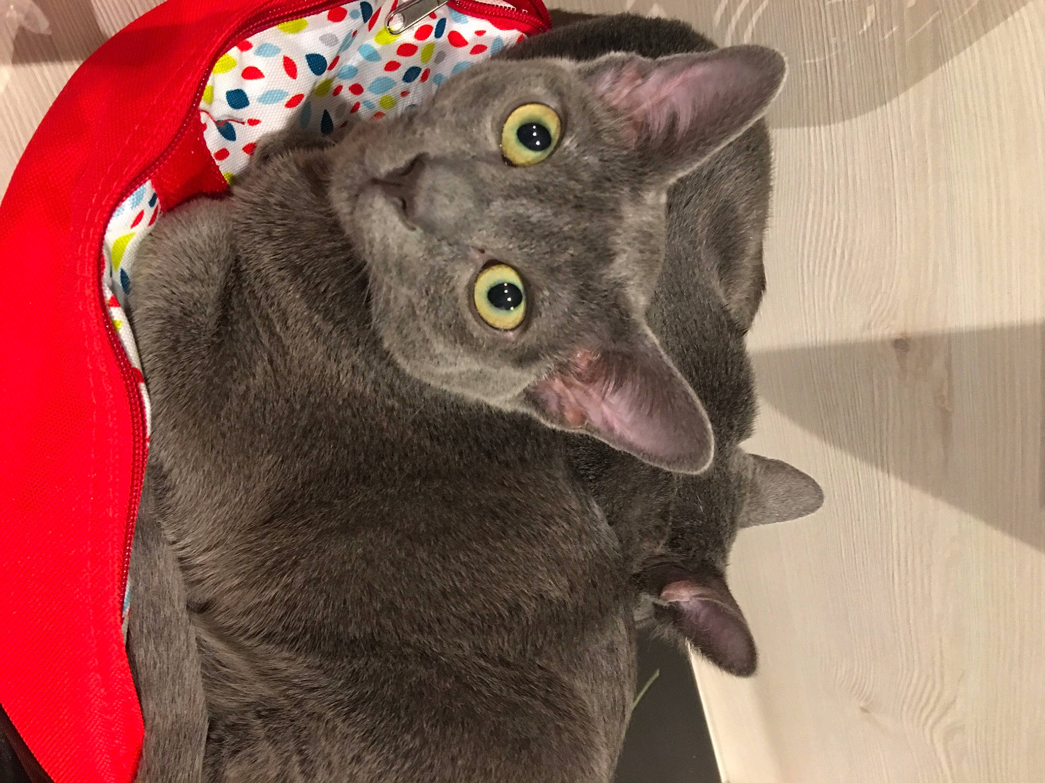 Mischief Et Kao Kó Khun participe au concours pour gagner de l'argent avec cette photo : black_cat, bombay, carnivore, cat, cat_toy, chartreux, claw, domestic_short_haired_cat, ear, felidae, fur, grey, havana_brown, paw, russian_blue, small_to_medium_sized_cats, snout, tail, whiskers