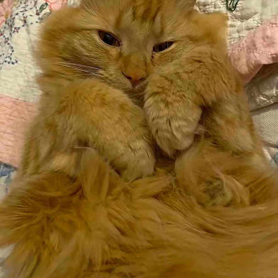 Teddy joined the competition — help win amazing prizes! animal, cat, close_up, cozy, cute, cute_pet, domestic_animal, feline, floral_pattern, fluffy, fur, indoor, orange_cat, paws, pet, quilt, relaxed, resting, sleepy, whiskers