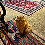 Teddy is registered to the contest to win money with this photo: cat, orange_cat, fluffy, indoor, rug, patterned_rug, carpet, furniture, chair, table, cozy, living_room, pet, animal, curious, sitting, home, decor, tail, whiskers
