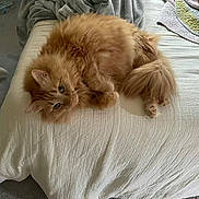 Teddy joined the competition — help win amazing prizes! cat, ginger_cat, fluffy, bed, bedspread, quilt, stuffed_animal, cozy, indoor, pet, fur, relaxed, curious, animal, cute, domestic, feline, lying_down, comfort, resting