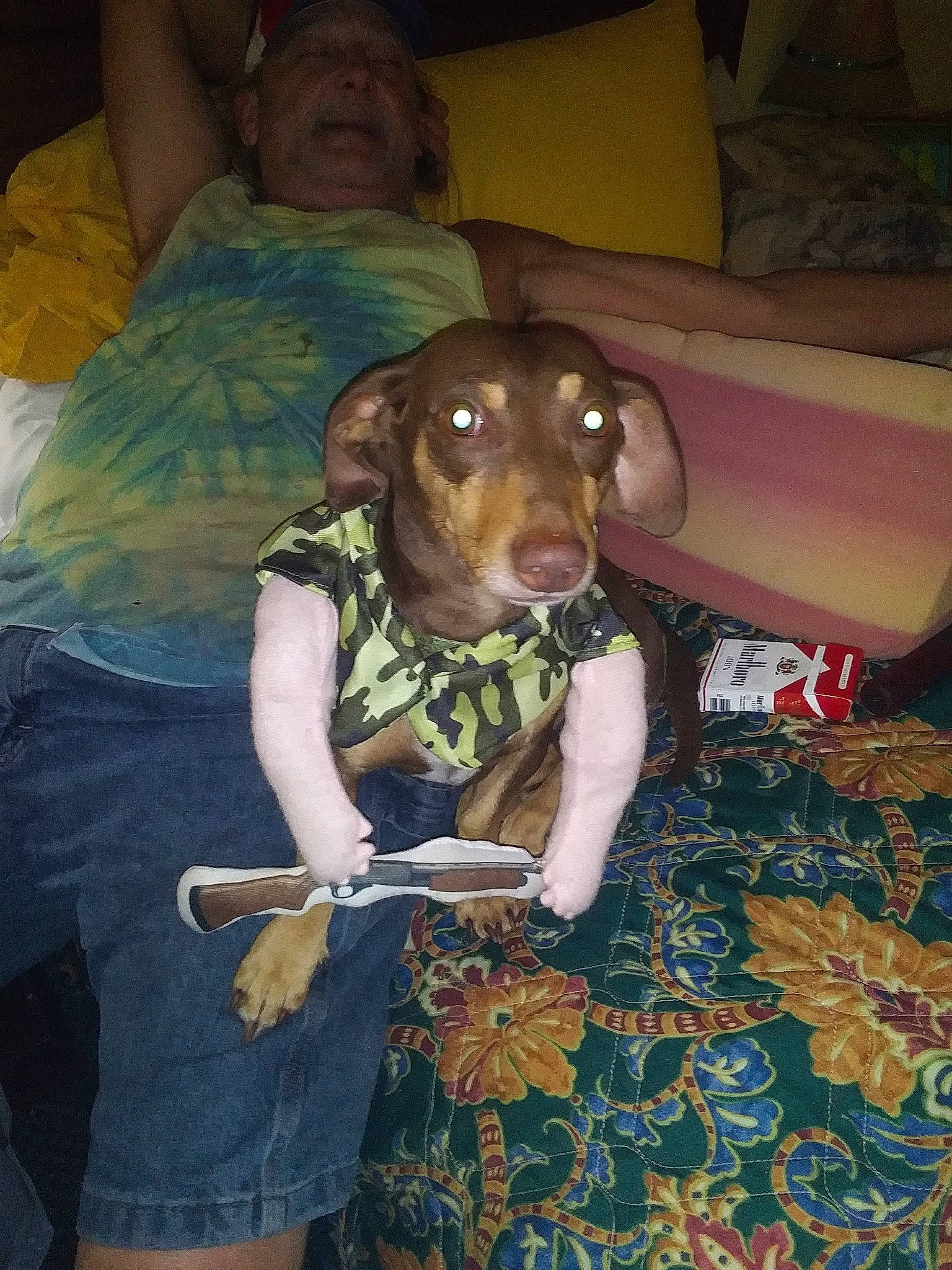 Copper is registered to the contest to win money with this photo: canidae, carnivore, comfort, companion_dog, couch, dog, dog_breed, dog_clothes, fawn, fun, liver, shorts, sporting_group, t_shirt, toy_dog, working_animal
