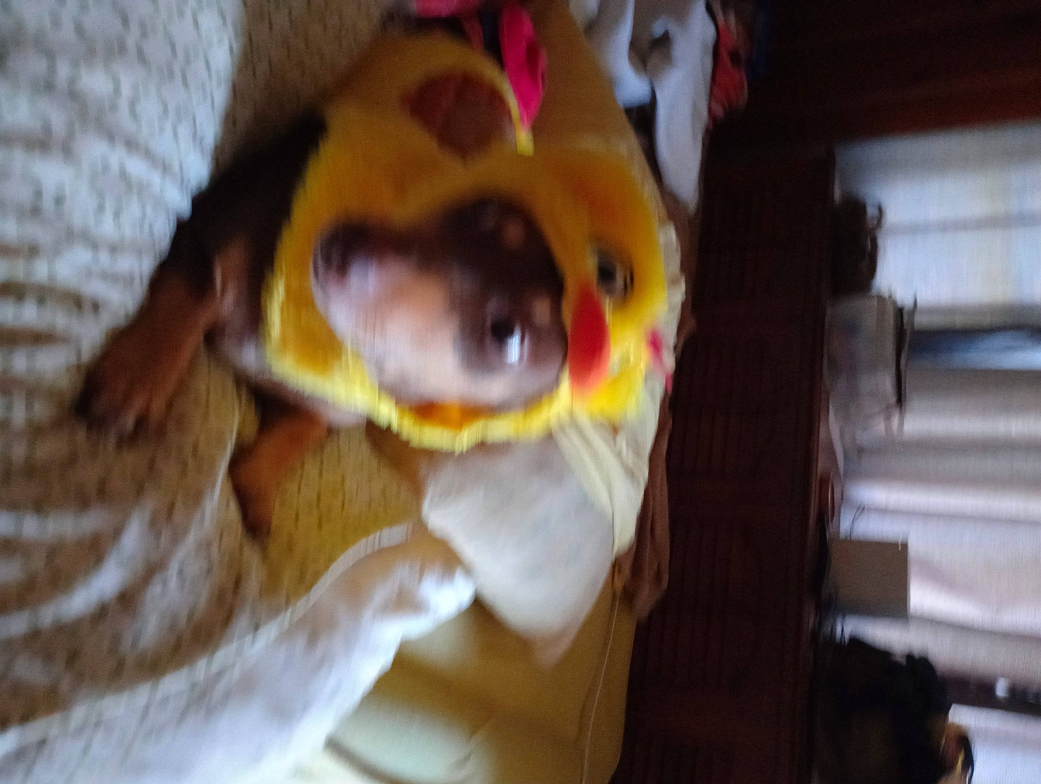 Copper joined the competition — help win amazing prizes! companion_dog, dog_breed, ear, eyelash, eyewear, fawn, felidae, goggles, happy, human_body, jaw, nose, personal_protective_equipment, selfie, smile, snout, sunglasses, vision_care, whiskers, wood