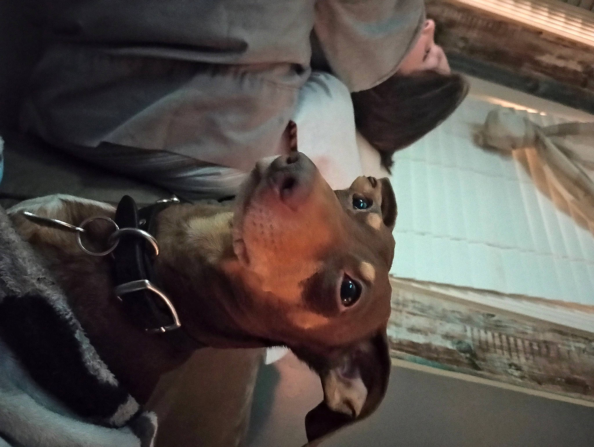 Copper joined the competition — help win amazing prizes! canidae, companion_dog, dog, dog_breed, ear, eyewear, facial_hair, fawn, jaw, liver, metal, nose, personal_protective_equipment, snout, sporting_group, sunglasses, vision_care, whiskers, working_animal, wrinkle