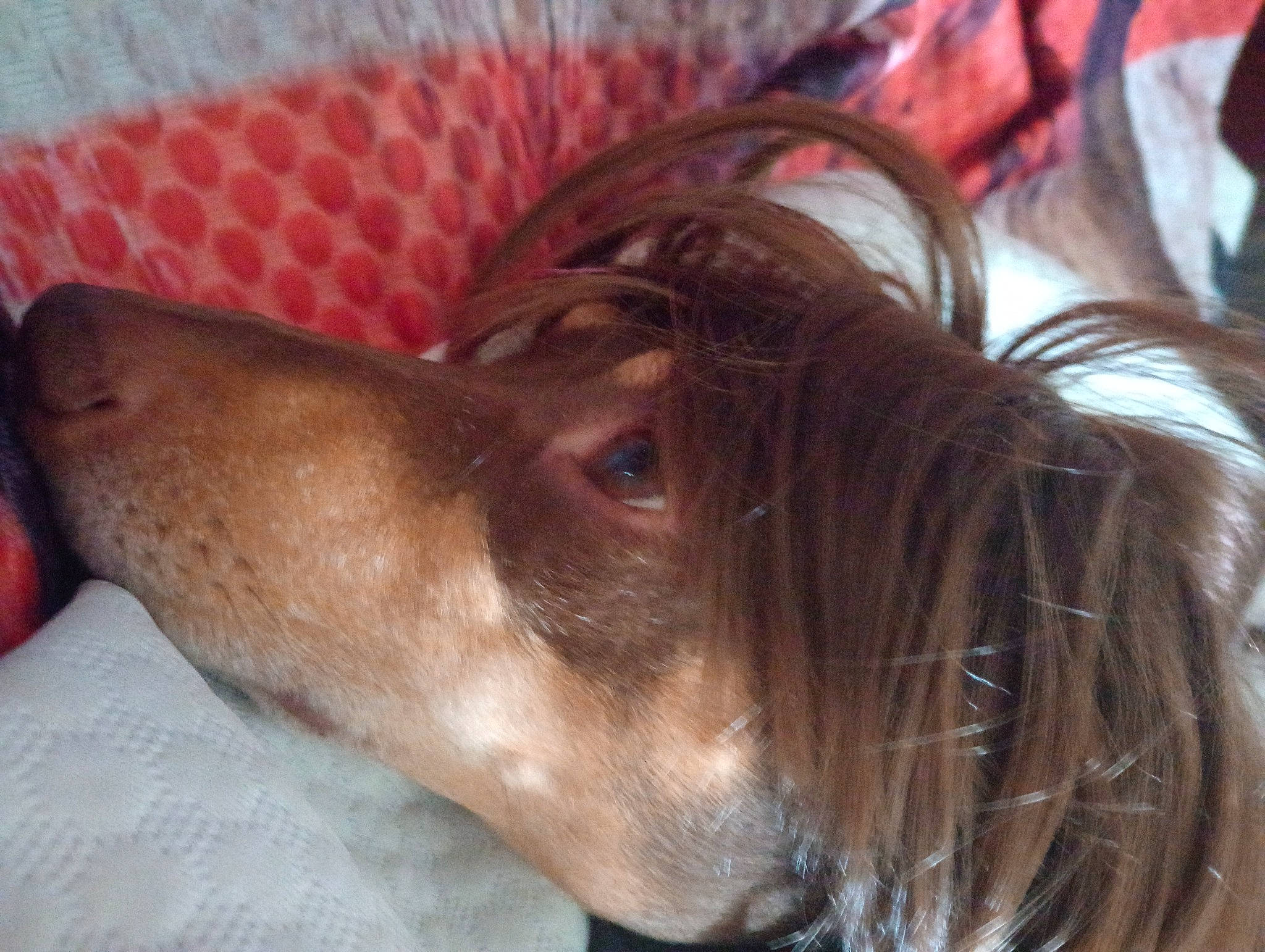 Copper is registered to the contest to win money with this photo: borzoi, canidae, carnivore, companion_dog, dog, dog_breed, ear, fawn, fur, jaw, liver, pet_supply, sighthound, snout, sporting_group, terrestrial_animal, whiskers, working_animal