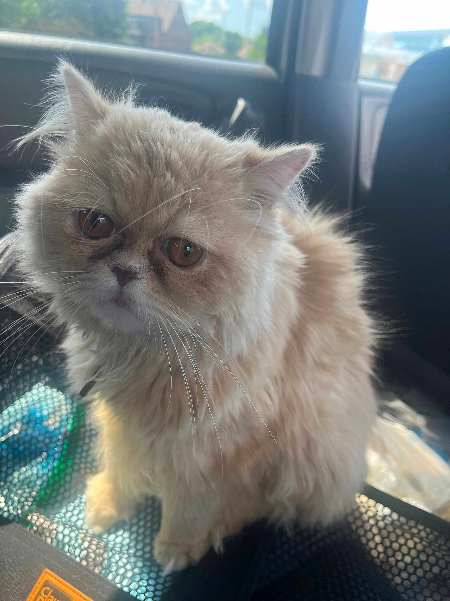 Pudding is registered to the contest to win money with this photo: cat, fluffy, cream_color, pet, indoor, car_interior, window, whiskers, ears, fur, face, animal, cute, sitting, domestic_cat, close_up, eyes, portrait, feline, companion