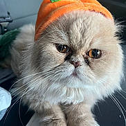 Pudding joined the competition — help win amazing prizes! cat, fluffy, cream_colored, pumpkin_hat, orange, green_leaf, pet, animal, whiskers, paws, close_up, cute, costume, indoor, portrait, feline, adorable, hat, staring, document