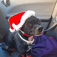 Chico is registered to the contest to win money with this photo: dog, small_dog, black_dog, santa_hat, christmas_hat, car_interior, car_seat, leash, blanket, pet_accessory, festive, holiday, cute, animal, canine, domestic_animal, sitting, portrait, indoor, closeup