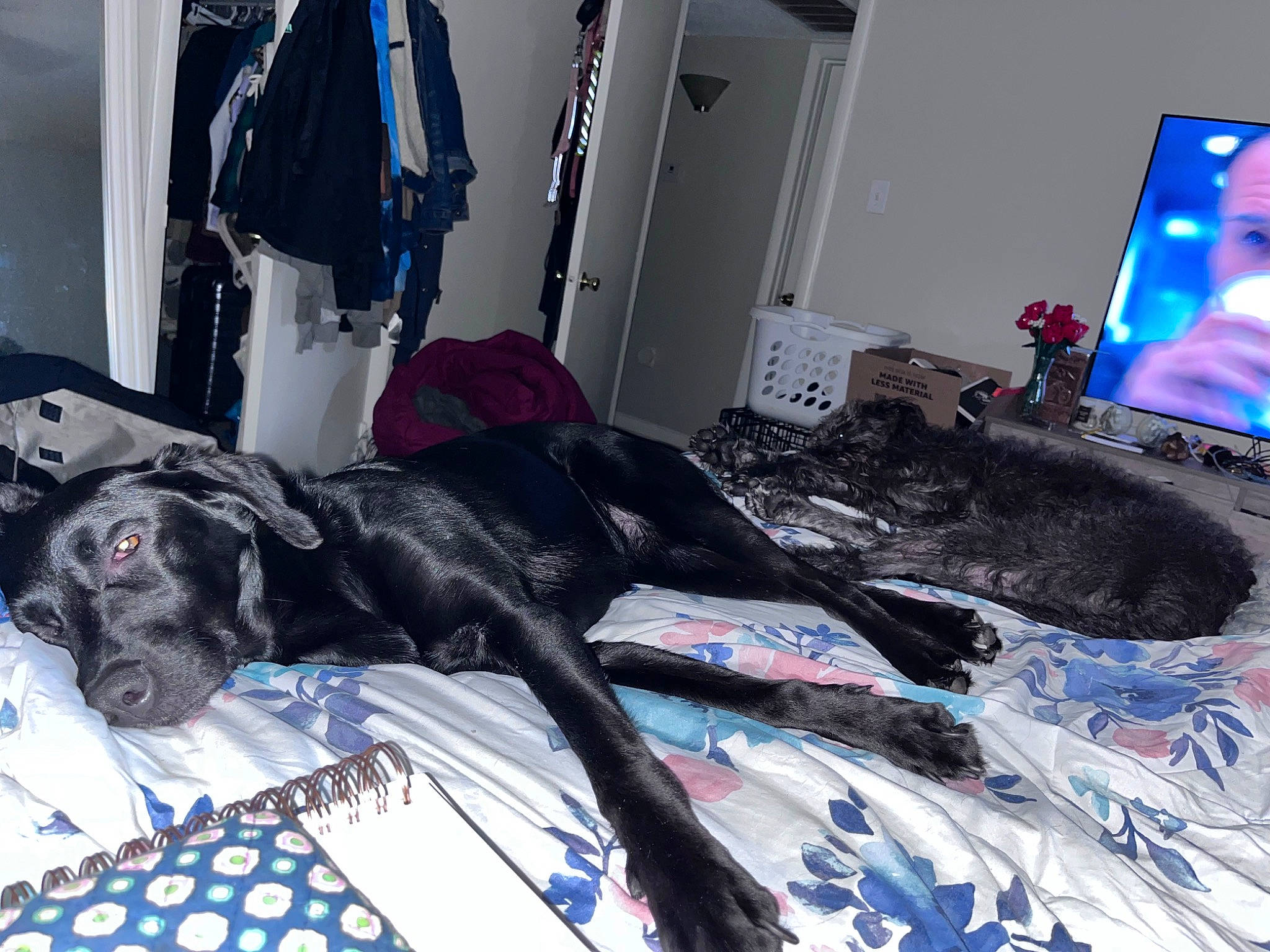 Luna joined the competition — help win amazing prizes! art, automotive_design, bed, bed_sheet, bedding, bedroom, carmine, comfort, companion_dog, computer, display_device, dog, dog_breed, dog_supply, door, flooring, guard_dog, linens, room, working_animal