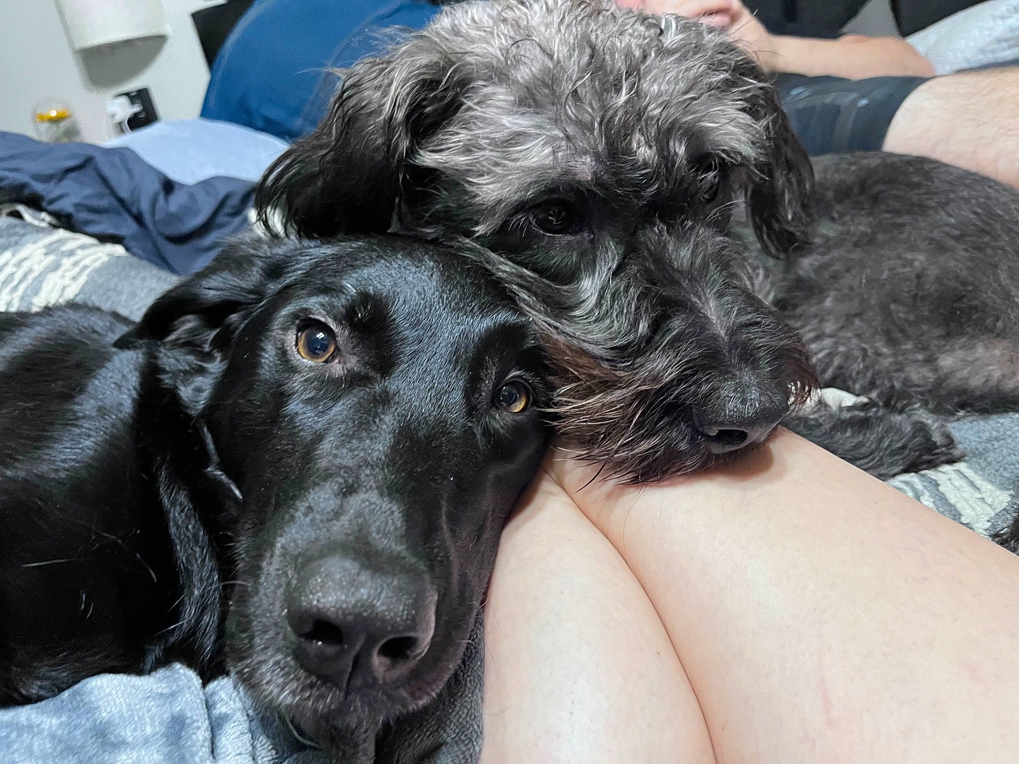 Luna is registered to the contest to win money with this photo: borador, canidae, carnivore, comfort, companion_dog, dog, dog_breed, dog_collar, ear, fawn, fur, guard_dog, liver, paw, puppy_love, snout, sporting_group, toy_dog, whiskers, working_animal