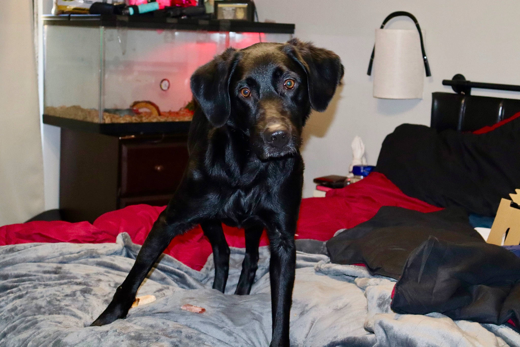 Luna is registered to the contest to win money with this photo: bag, borador, cabinetry, canidae, carnivore, chair, collar, comfort, companion_dog, dog, dog_breed, dog_supply, fawn, fur, liver, luggage_and_bags, snout, sporting_group, television, working_animal