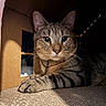 Presley is registered to the contest to win money with this photo: animal, box, cardboard, cat, closeup, collar, cute, domestic, ears, feline, fur, indoor, paw, pet, relaxed, resting, striped, sunlight, tabby, whiskers