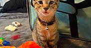 Presley joined the competition — help win amazing prizes! bag, bell, blanket, cat, collar, cozy, ears, face, flag, fur, home, indoor, kitten, pet, playful, shelf, sitting, soft, tabby, toy