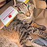 animal, cardboard, cat, closeup, container, curious, cute, domestic_cat, eyes, feline, fur, green_eyes, indoor, mcdonalds, paper_bag, pets, playful, resting, tabby_cat, whiskers