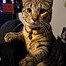 Presley joined the competition — help win amazing prizes! animal, cat, closeup, collar, curious, cute, domestic, feline, furniture, furry, home, indoor, looking, mammal, paw, pet, portrait, sitting, tabby, whiskers