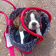 Actarus a rejoint le concours — aidez-le/la à gagner de superbes lots ! puppy, dog, bag, pet, outdoor, curious, brown, white, red, patterned, handle, fur, animal, small, face, looking, ground, leash, cute, young
