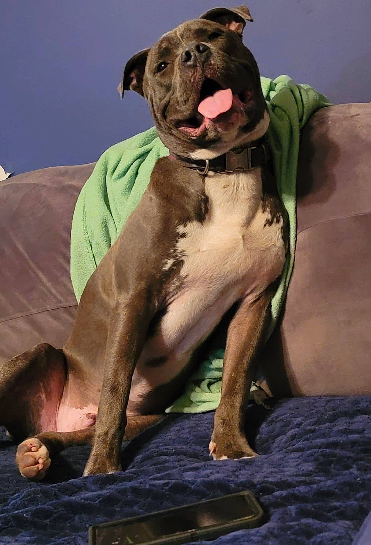 Bruce is registered to the contest to win money with this photo: ancient_dog_breeds, canidae, carnivore, collar, companion_dog, dog, dog_breed, dog_collar, fawn, guard_dog, liver, molosser, non_sporting_group, plant, snout, sporting_group, terrestrial_animal, whiskers, working_animal, working_dog