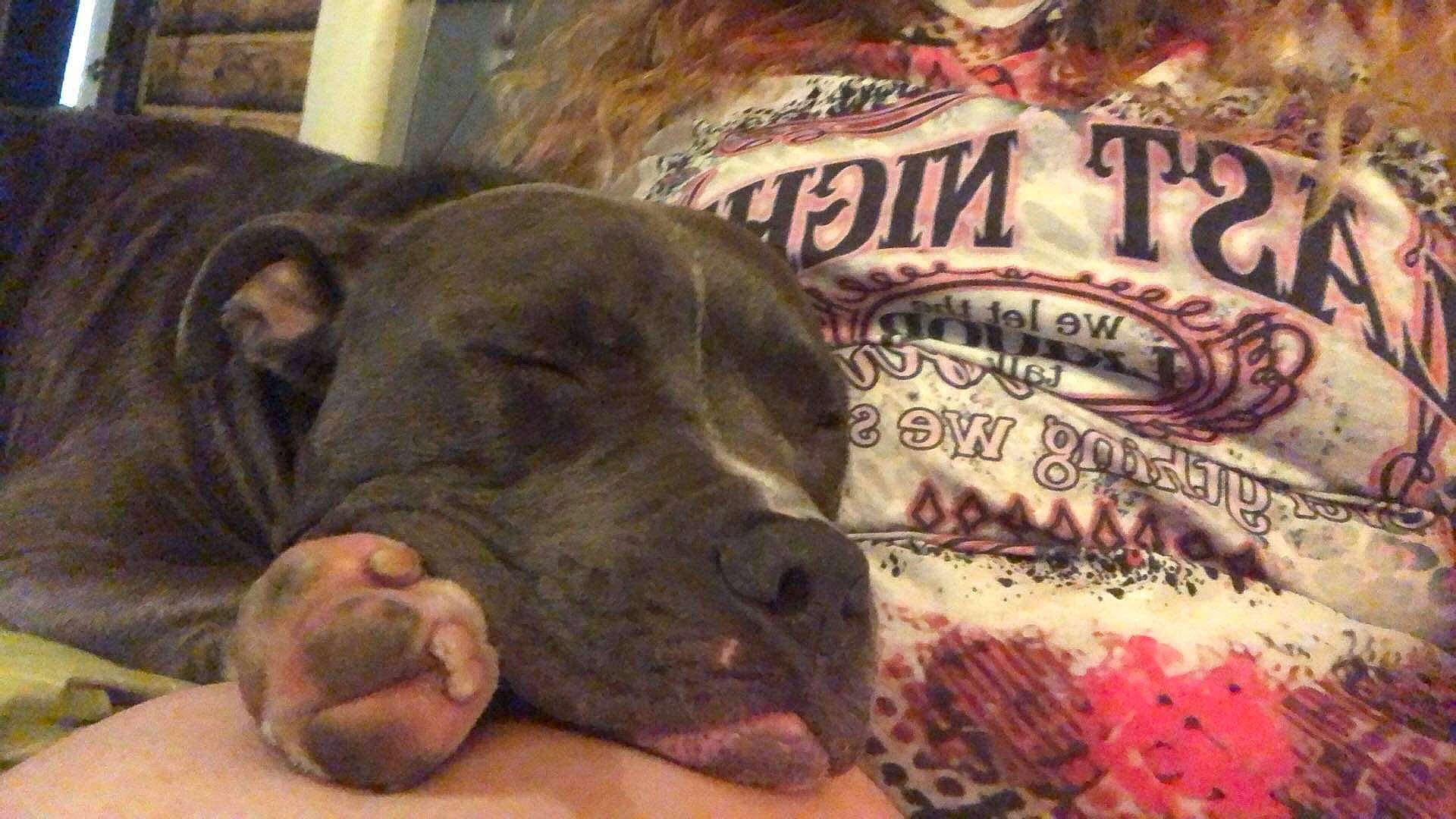 Bruce is registered to the contest to win money with this photo: carnivore, comfort, companion_dog, dog, dog_breed, fawn, flesh, fur, guard_dog, liver, logo, non_sporting_group, snout, sporting_group, suidae, terrestrial_animal, working_animal, wrinkle