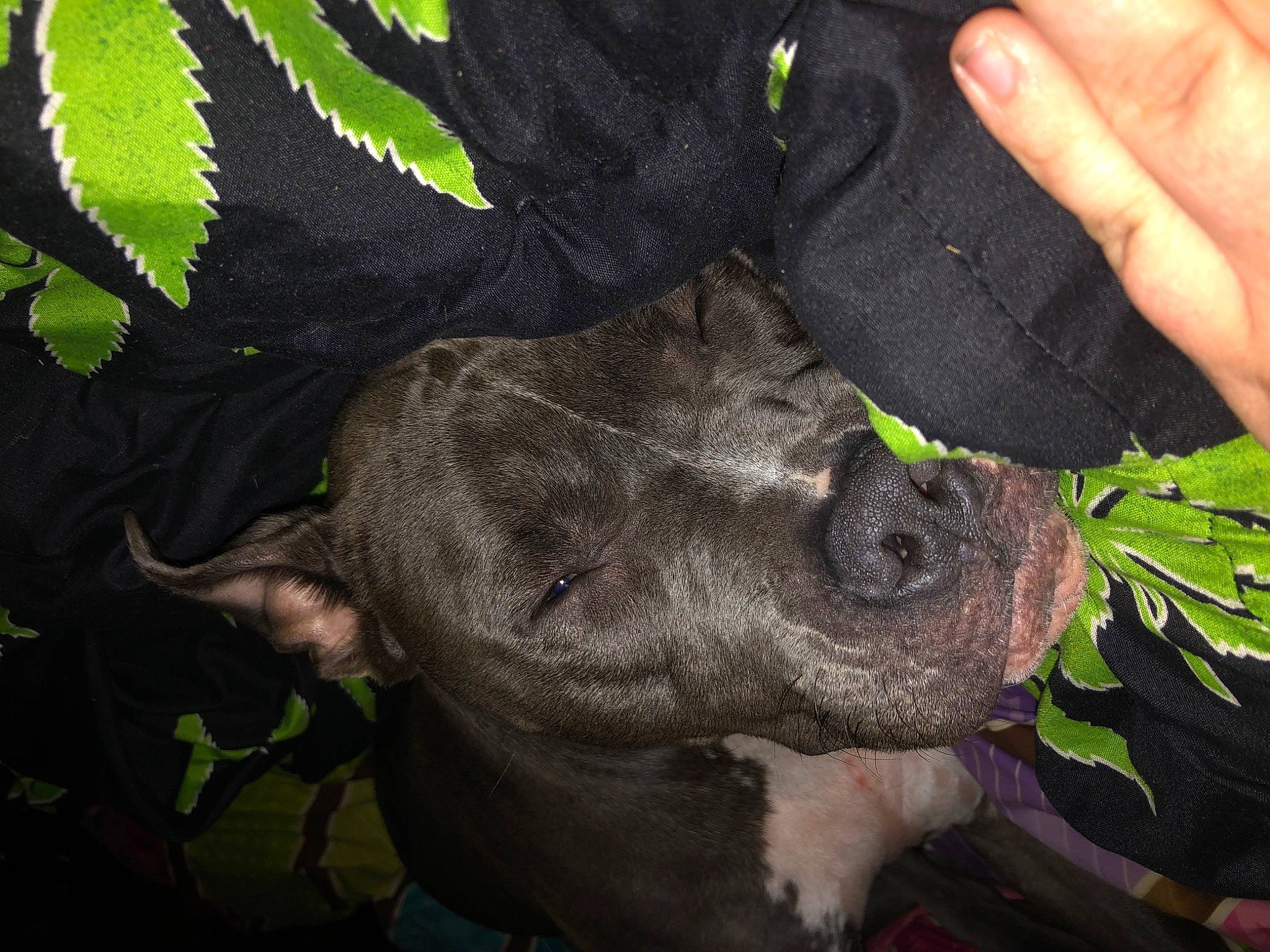 Bruce joined the competition — help win amazing prizes! canidae, carnivore, dog, dog_breed, fawn, fur, grass, guard_dog, nail, pattern, paw, plant, snout, soil, sporting_group, terrestrial_animal, thumb, wildlife, working_animal, wrinkle