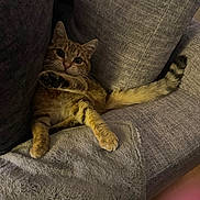 Atchoum participe au concours pour gagner de l'argent avec cette photo : cat, tabby, pet, animal, feline, couch, blanket, indoor, relaxed, paw, fur, striped, whiskers, tail, cozy, resting, cute, looking, soft, home