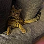 cat, tabby, pet, animal, feline, couch, blanket, indoor, relaxed, paw, fur, striped, whiskers, tail, cozy, resting, cute, looking, soft, home