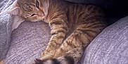 Atchoum a rejoint le concours — aidez-le/la à gagner de superbes lots ! cat, tabby_cat, pet, feline, couch, cushion, indoor, relaxed, sleepy, paw, striped, fur, cozy, resting, animal, domestic, home, soft, comfort, gray