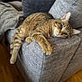 cat, tabby, feline, pet, couch, sofa, gray, fabric, armrest, relaxed, indoor, home, wooden_floor, blanket, remote_control, lying_down, paw, ears, whiskers, domestic_animal