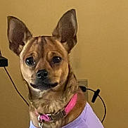 Helenrose is registered to the contest to win money with this photo: animal, beige_wall, brown_fur, close_up, collar, cord, cute, dog, domestic_animal, ears, electronic_device, fur, indoor, looking_at_camera, pet, pet_accessory, portrait, purple_shirt, small_dog, tag