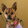 animal, beige_wall, brown_fur, close_up, collar, cord, cute, dog, domestic_animal, ears, electronic_device, fur, indoor, looking_at_camera, pet, pet_accessory, portrait, purple_shirt, small_dog, tag