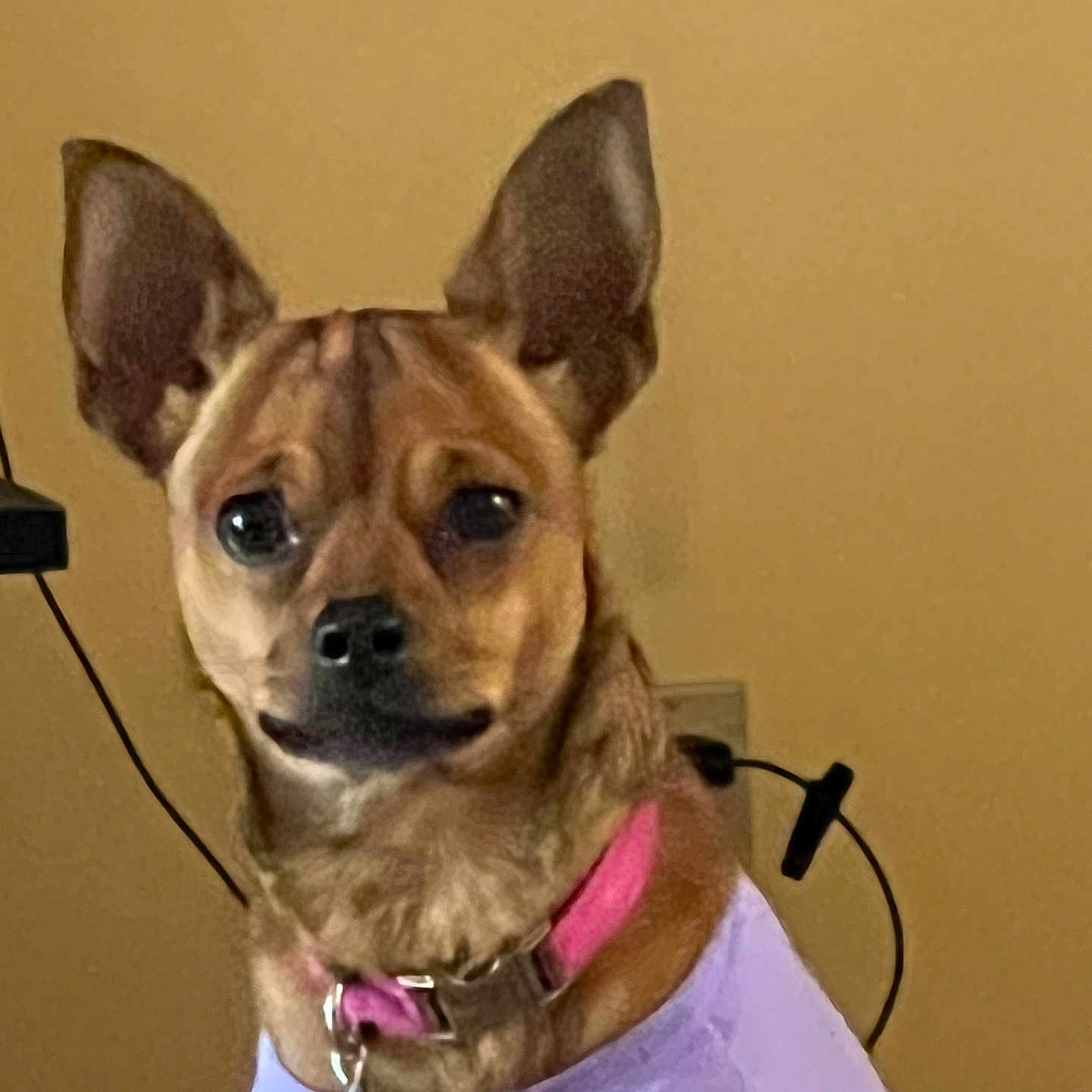Helenrose is registered to the contest to win money with this photo: animal, beige_wall, brown_fur, close_up, collar, cord, cute, dog, domestic_animal, ears, electronic_device, fur, indoor, looking_at_camera, pet, pet_accessory, portrait, purple_shirt, small_dog, tag