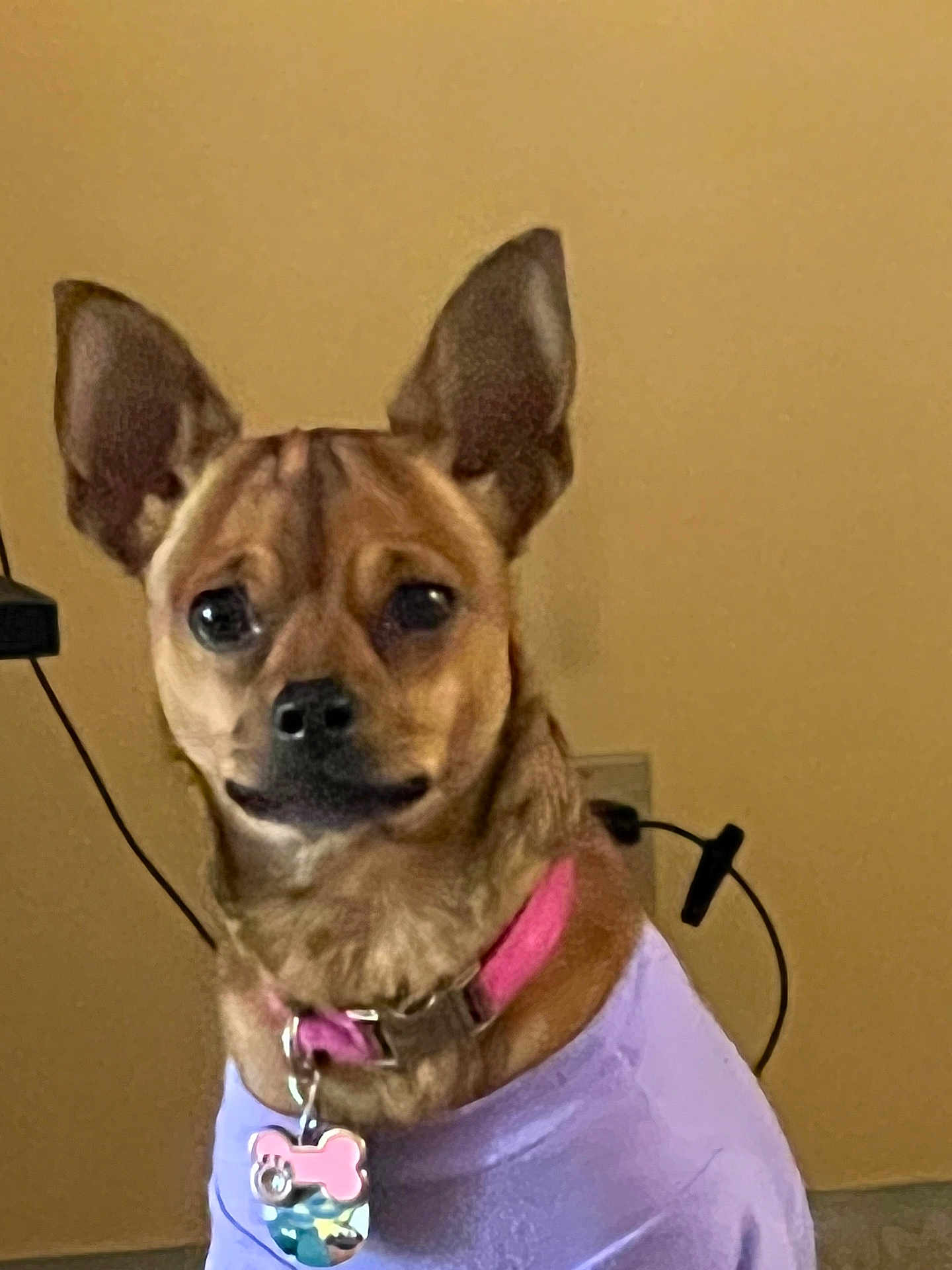 Helenrose is registered to the contest to win money with this photo: animal, beige_wall, brown_fur, close_up, collar, cord, cute, dog, domestic_animal, ears, electronic_device, fur, indoor, looking_at_camera, pet, pet_accessory, portrait, purple_shirt, small_dog, tag