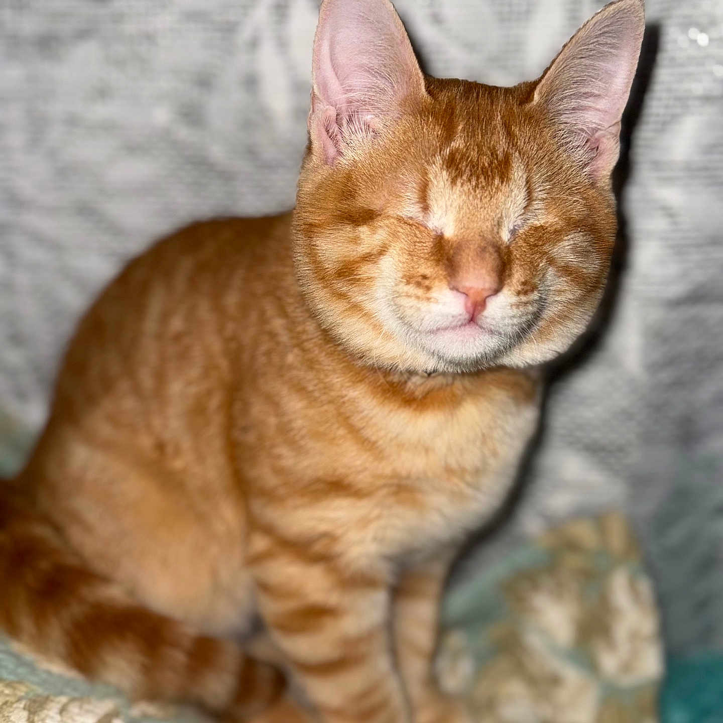 Hercules is registered to the contest to win money with this photo: abyssinian, animal, cat, kitten, manx, pet