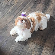 Cookie is registered to the contest to win money with this photo: dog, dogs, shih_tzu, puppy, fluffy, white_and_brown, long_hair, purple_bow, pet, canine, portrait, indoor, wooden_floor, lying_down, standing, cute, groomed, companion_animal, home, funny_expression