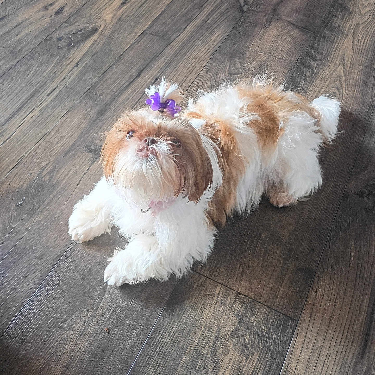 Cookie